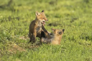 Red fox. Vulpes vulpes. Red fox cubs playing together in a meadow
