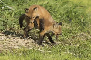 Red fox. Vulpes vulpes. Red fox cubs playing together in a meadow