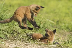 Red fox. Vulpes vulpes. Red fox cubs playing together in a meadow