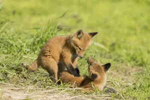 Red fox. Vulpes vulpes. Red fox cubs playing together in a meadow
