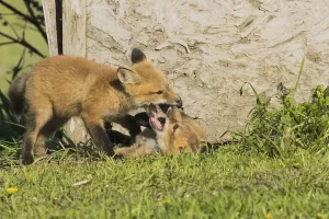 Red fox. Vulpes vulpes. Red fox cubs playing together in a meadow