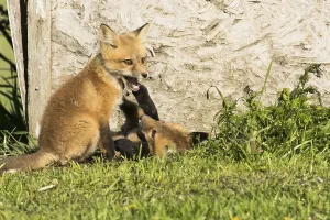 Red fox. Vulpes vulpes. Red fox cubs playing together in a meadow