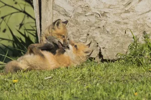 Red fox. Vulpes vulpes. Red fox cubs playing together in a meadow