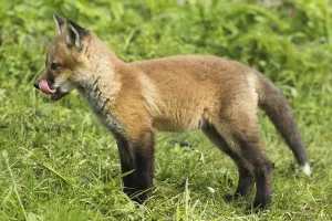 Red fox. Vulpes vulpes. Red fox cubs standing in a meadow and watching