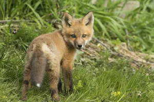Red fox. Vulpes vulpes. Red fox cubs standing in a meadow and watching