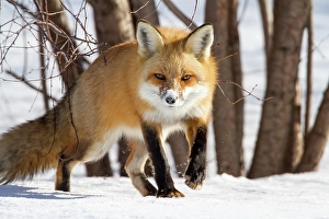 Red fox. Vulpes vulpes. Red fox walking in the snow and watching ahead