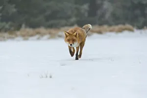 Red fox (Vulpes vulpes), running while catching mice on snow-covered meadow