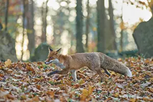 Red fox (Vulpes vulpes), running in a Jewish cemetery