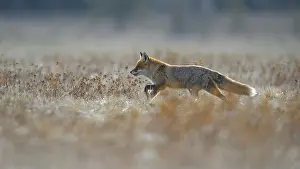 Red fox (vulpes vulpes), running across a meadow