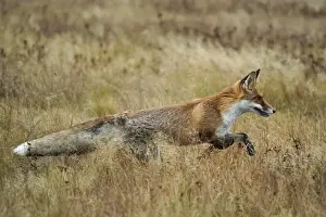 Red fox (Vulpes vulpes) running in a meadow