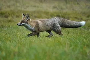 Red fox (Vulpes vulpes) running in a meadow