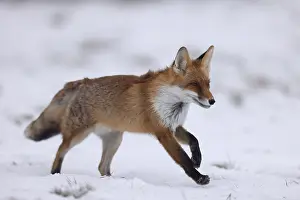 Red fox (Vulpes vulpes) running in a snowy meadow
