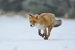 Red fox (Vulpes vulpes), running on a snowy meadow