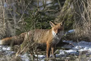 One red fox, Vulpes vulpes, running thru the undergrowth of a forest on a sunny day