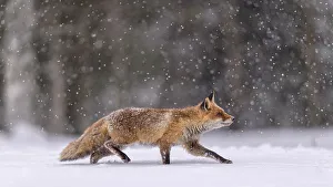 Red fox (Vulpes vulpes), runs in snow with snowfall