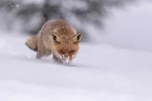 Red fox (Vulpes vulpes), runs in snow with snowfall
