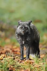 Red fox (Vulpes vulpes), silver phase or silver fox in autumn