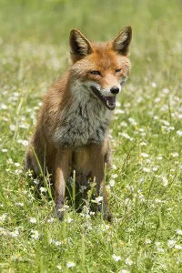Red Fox (Vulpes vulpes) sitting in flower meadow