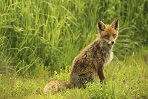 Red fox (Vulpes vulpes) sitting in the summer meadow