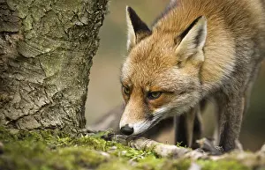 Red fox (Vulpes vulpes) smelling scent mark on tree trunk