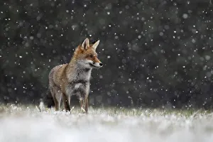 Red fox (Vulpes vulpes) during snowfall