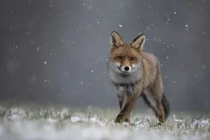 Red fox (Vulpes vulpes) during snowfall