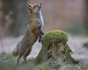 Red fox (Vulpes vulpes) standing erect at a mossy tree stump