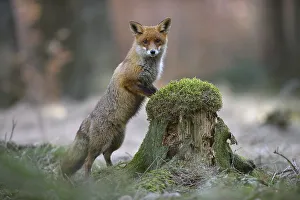 Red fox (Vulpes vulpes) standing erect at a mossy tree stump