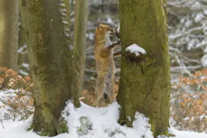 Red fox (vulpes vulpes), standing up against a tree in a snowy forest