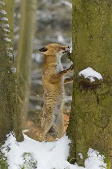 Red fox (vulpes vulpes), standing up against a tree in a snowy forest