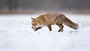 Red fox (Vulpes vulpes), walking