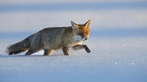 Red fox (Vulpes vulpes) walking through the snow