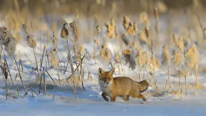 Red fox (Vulpes vulpes) walking through the snow in front of reeds