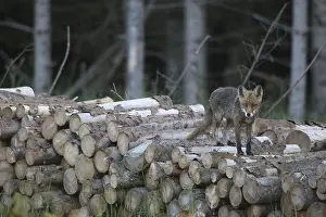 Red Fox (Vulpes vulpes), wet from the morning dew