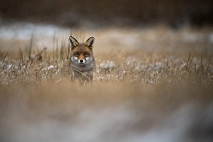 Red fox (Vulpes vulpes) in winter