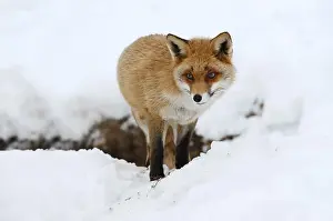 Red fox (Vulpes vulpes) in winter