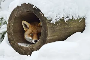 Red fox (Vulpes vulpes) in winter