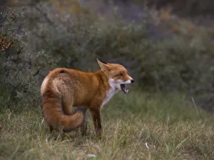 Red fox (Vulpes vulpes) yawning