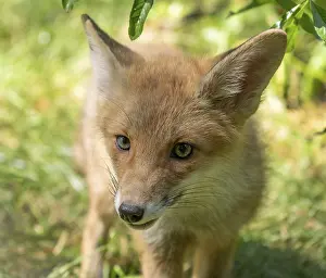 Red fox (Vulpes vulpes), young