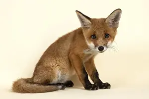 Red fox (Vulpes vulpes), young animal