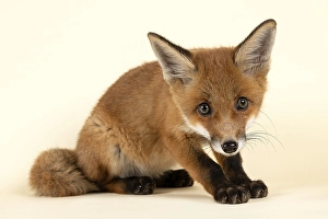 Red fox (Vulpes vulpes), young animal
