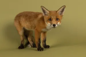 Red fox (Vulpes vulpes), young animal