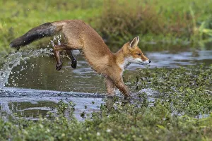 Red fox (Vulpes vulpes), Young fox jumps over a water body