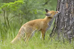 Red fox (Vulpes vulpes), young fox sniffing curiously at a tree trunk in the green forest