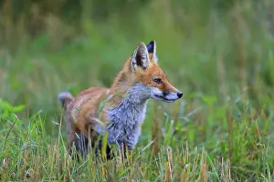 Red fox (Vulpes vulpes), young fox standing in harvested grain field