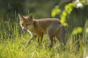 Red fox (Vulpes vulpes), young fox standing in a meadow and looking curiously