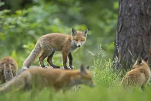 Category Forests Prints: Red fox (Vulpes vulpes), young foxes in the forest