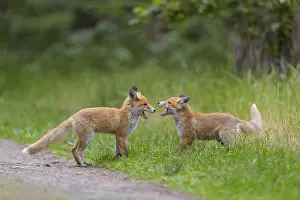 Red fox (Vulpes vulpes), two young foxes playing and practising fighting with each other