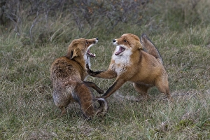 Red foxes (Vulpes vulpes), two fighting males