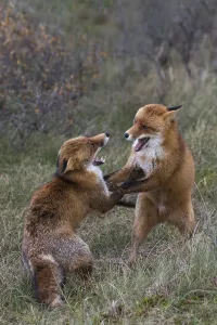 Red foxes (Vulpes vulpes), two fighting males